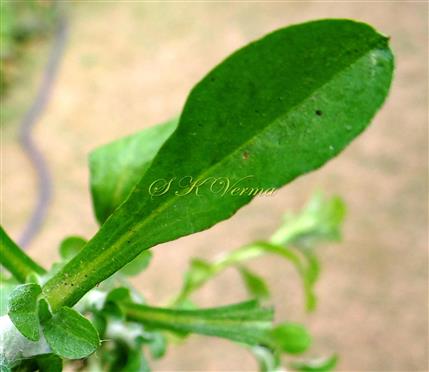  Leaf